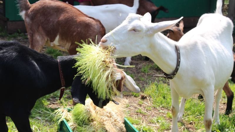 Who can be fed with feed barley?