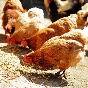 Who can be fed with feed barley?