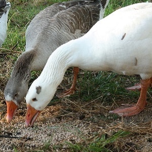 Who can be fed with feed barley?