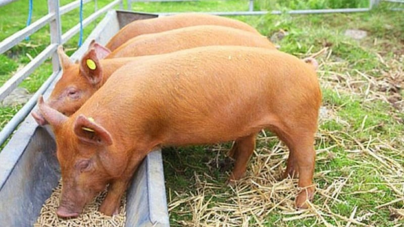 Who can be fed with feed barley?