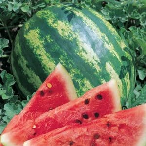 Popular watermelon variety Crimson Sweet: overview of advantages, disadvantages and growing technology