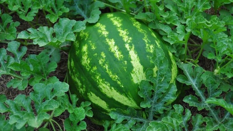 What is good about watermelon without seeds, what varieties are there and how to grow it