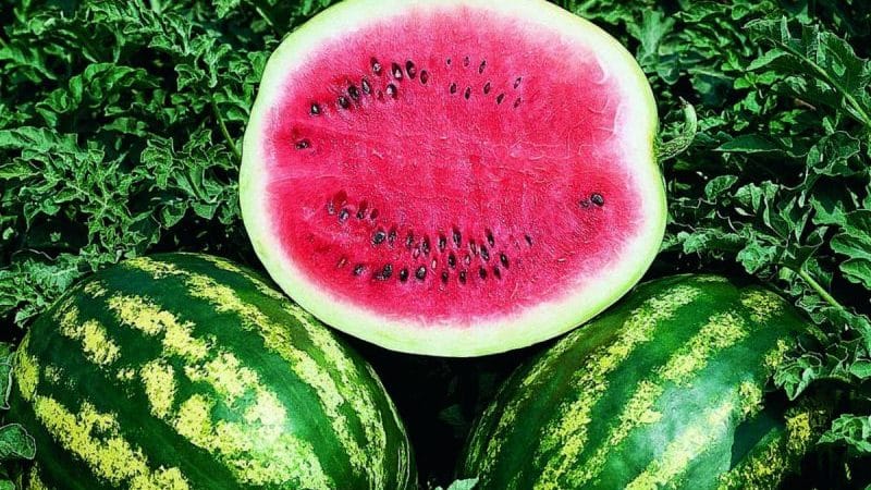 Popular watermelon variety Crimson Sweet: overview of advantages, disadvantages and growing technology