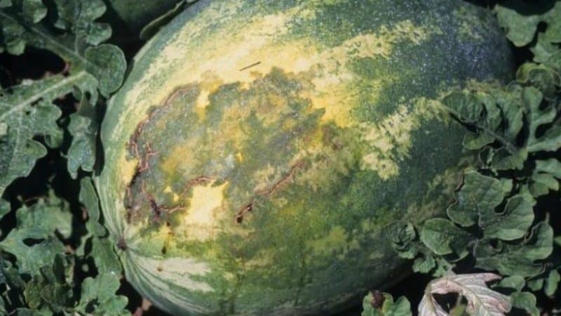 Popular watermelon variety Crimson Sweet: overview of advantages, disadvantages and growing technology