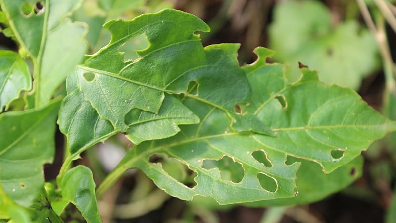 Sweet pepper leaves are all full of holes: who eats the crop and how to deal with pests