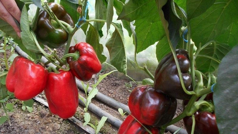 The best sweet pepper varieties for greenhouses in the Moscow region