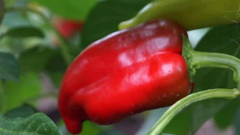 The best sweet pepper varieties for greenhouses in the Moscow region