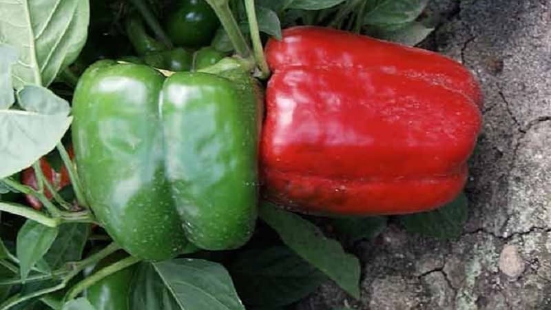The best sweet pepper varieties for greenhouses in the Moscow region