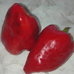 The best sweet pepper varieties for greenhouses in the Moscow region
