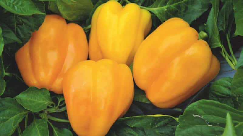 The best sweet pepper varieties for greenhouses in the Moscow region