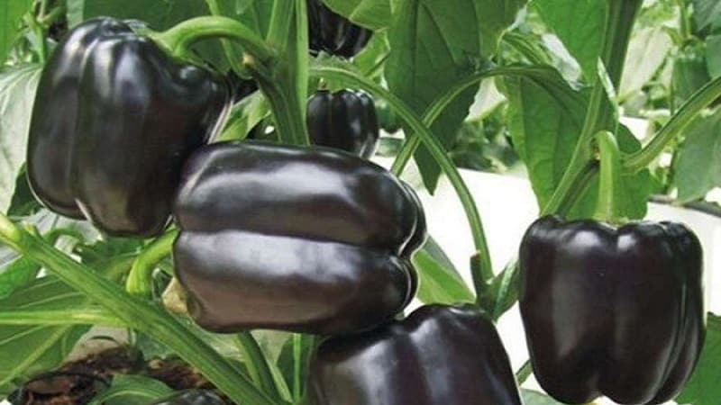 The best sweet pepper varieties for greenhouses in the Moscow region
