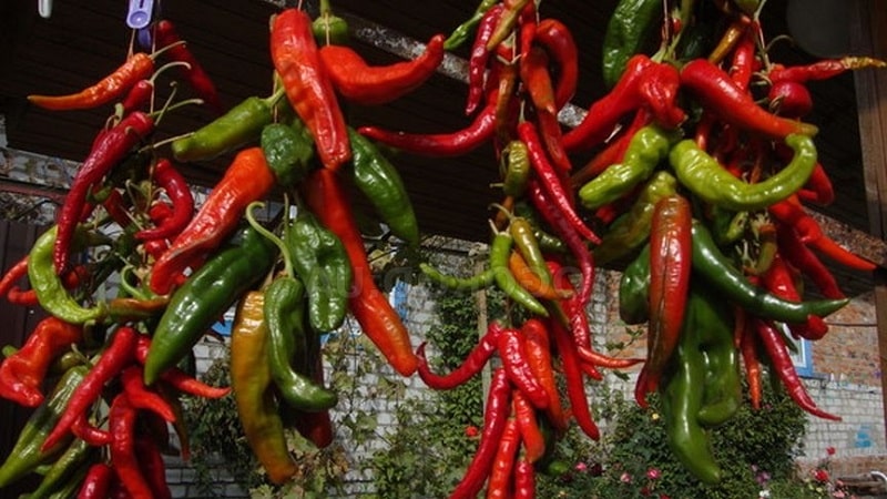 The best ways to prepare hot peppers for the winter: recipes for preserving and drying the hot seasoning