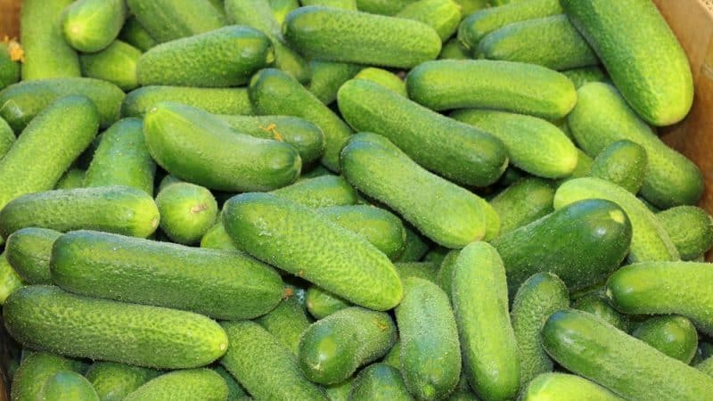 Tasty and easy to grow Lukhovitsky cucumbers