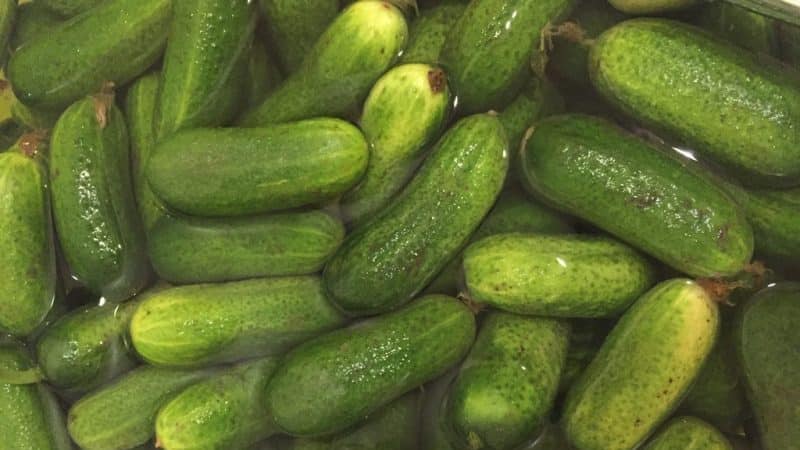 Tasty and easy to grow Lukhovitsky cucumbers