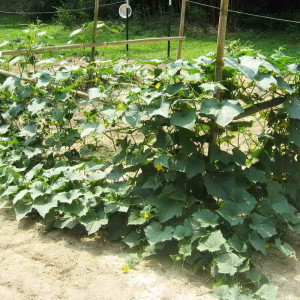 Tasty and easy to grow Lukhovitsky cucumbers