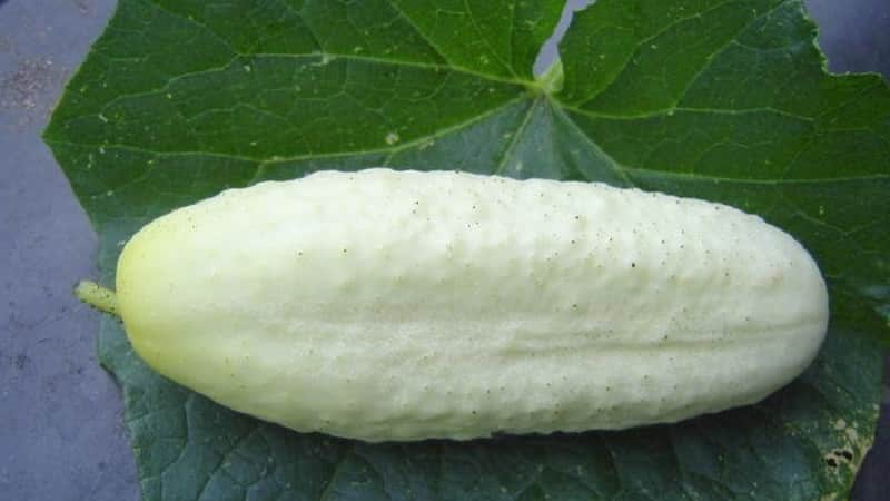 The favorite of many summer residents is the White Angel cucumber variety with an unusual appearance and pleasant taste.