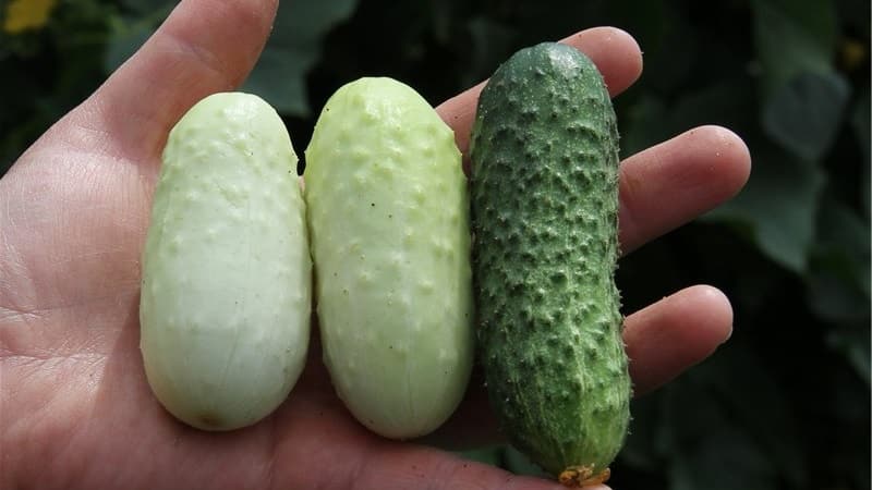 The favorite of many summer residents is the White Angel cucumber variety with an unusual appearance and pleasant taste.