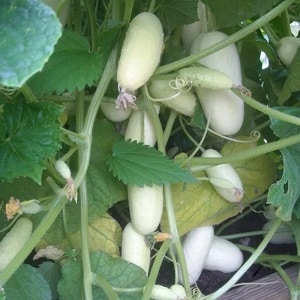 The favorite of many summer residents is the White Angel cucumber variety with an unusual appearance and pleasant taste.