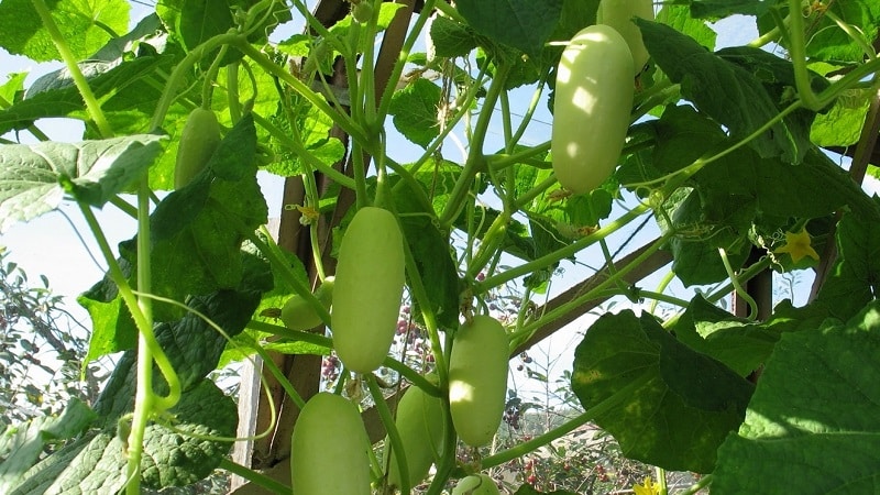 The favorite of many summer residents is the White Angel cucumber variety with an unusual appearance and pleasant taste.
