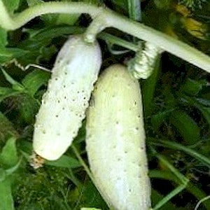 The favorite of many summer residents is the White Angel cucumber variety with an unusual appearance and pleasant taste.