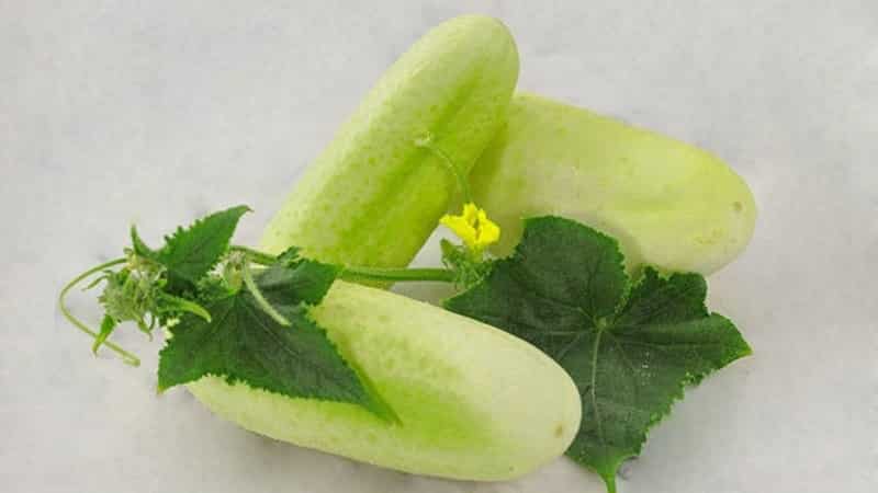 The favorite of many summer residents is the White Angel cucumber variety with an unusual appearance and pleasant taste.