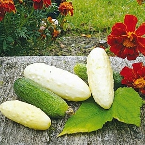 The favorite of many summer residents is the White Angel cucumber variety with an unusual appearance and pleasant taste.