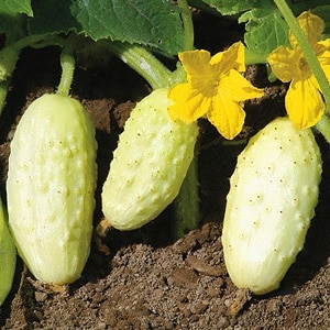 The favorite of many summer residents is the White Angel cucumber variety with an unusual appearance and pleasant taste.