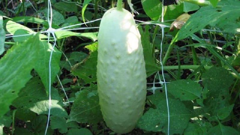 The favorite of many summer residents is the White Angel cucumber variety with an unusual appearance and pleasant taste.