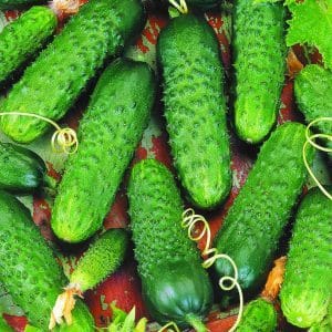 Hybrid early-ripening hybrid of Meringue cucumbers, resistant to diseases and weather conditions