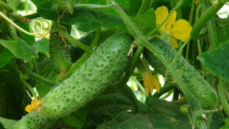 Hybrid early-ripening hybrid of Meringue cucumbers, resistant to diseases and weather conditions