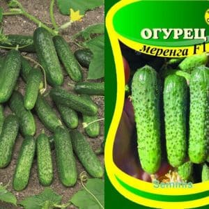 Hybrid early-ripening hybrid of Meringue cucumbers, resistant to diseases and weather conditions