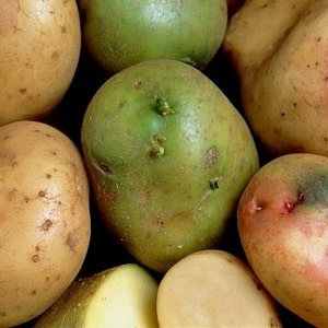 Is it possible to eat green potatoes, is it dangerous for the human body and why?