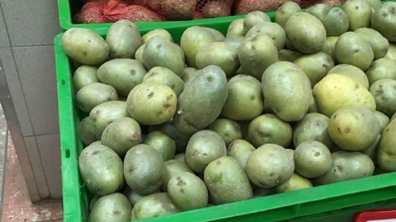 Is it possible to eat green potatoes, is it dangerous for the human body and why?