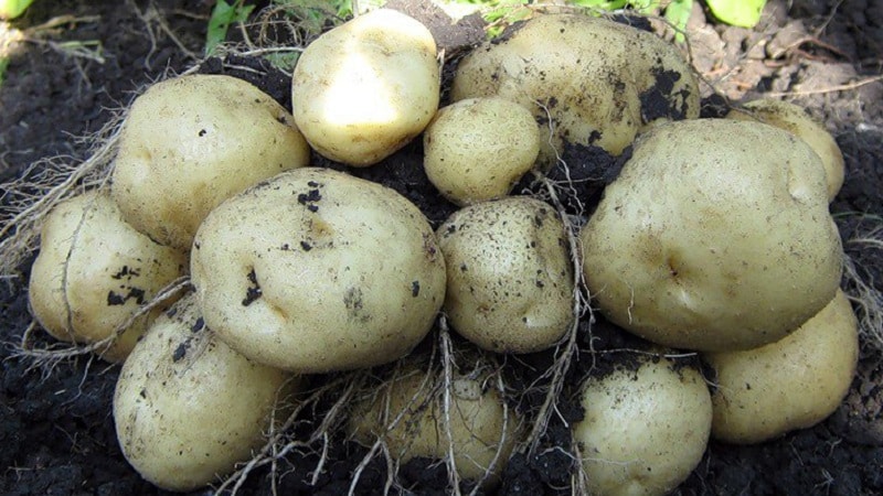 Is it possible to eat green potatoes, is it dangerous for the human body and why?