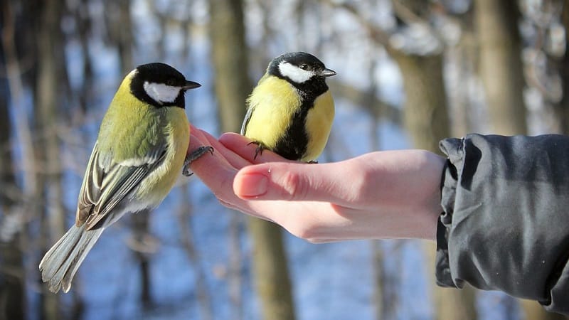 Is it possible to feed birds rice and other grains?