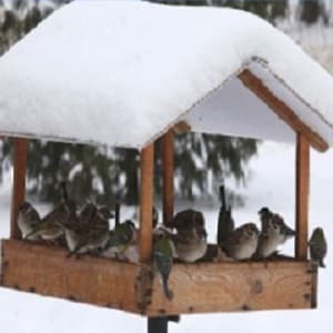 Is it possible to feed birds rice and other grains?