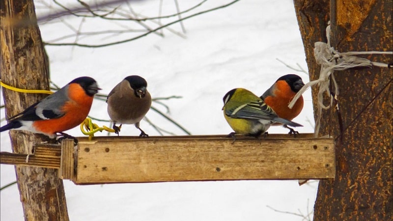 Is it possible to feed birds rice and other grains?
