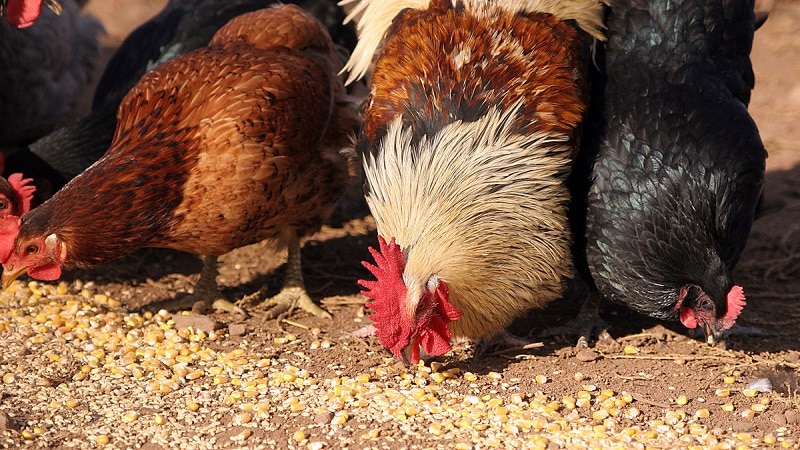 Is it possible to feed birds rice and other grains?