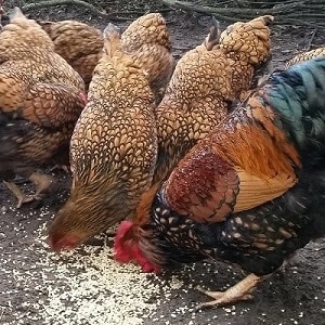 Is it possible to feed birds rice and other grains?