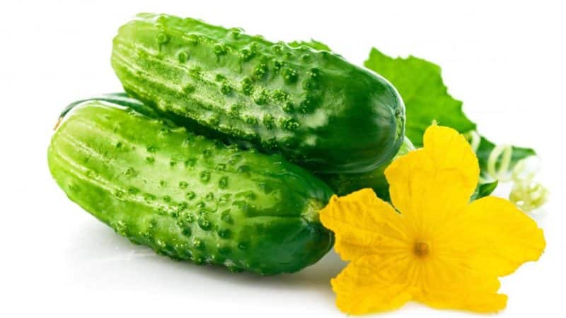 Is it possible to pickle cucumbers with apple cider vinegar for the winter and how to do it correctly
