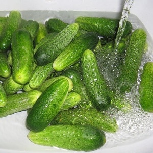 Is it possible to pickle Zozulya cucumbers and how to do it correctly
