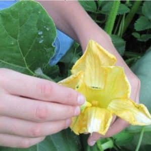 Instead of ovaries on a pumpkin there is a barren flower - what to do and how to deal with it: we identify the causes of the problem and solve them