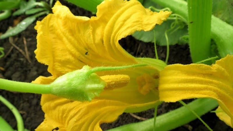 Instead of ovaries on a pumpkin there is a barren flower - what to do and how to deal with it: we identify the causes of the problem and solve them