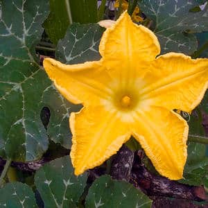 Instead of ovaries on a pumpkin there is a barren flower - what to do and how to deal with it: we identify the causes of the problem and solve them