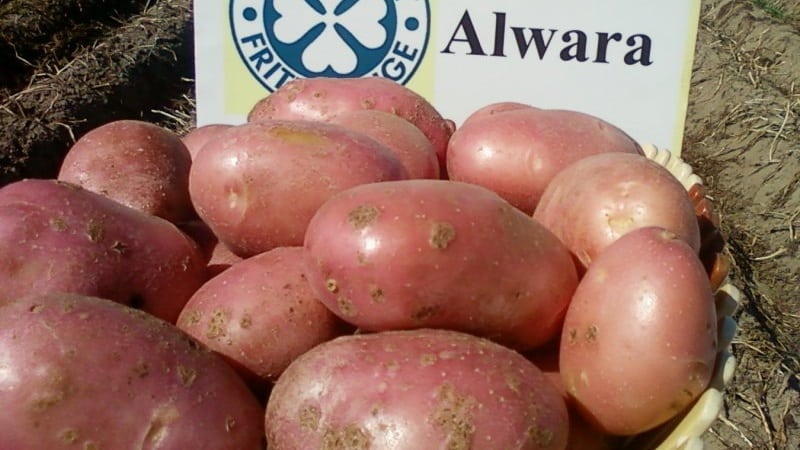 Reliable and beloved by farmers potato variety Alvara from German breeders