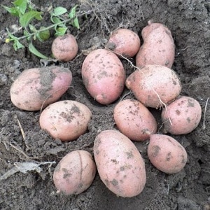 Reliable and beloved by farmers potato variety Alvara from German breeders