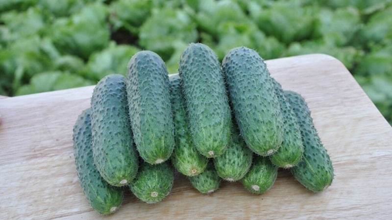 An unpretentious hybrid of cucumbers Tchaikovsky f1, giving a rich harvest even with minimal care