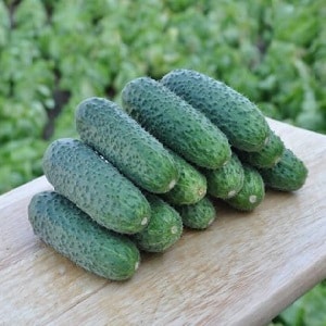 An unpretentious hybrid of cucumbers Tchaikovsky f1, giving a rich harvest even with minimal care