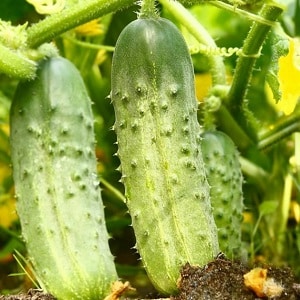 An unpretentious hybrid of cucumbers Tchaikovsky f1, giving a rich harvest even with minimal care