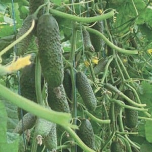 An unpretentious hybrid of cucumbers Tchaikovsky f1, giving a rich harvest even with minimal care